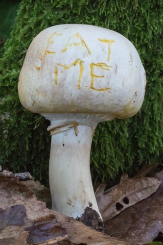 Agaricus xanthodermus